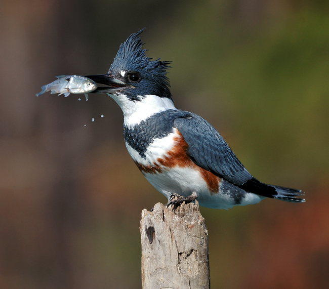 Belted Kingfisher fishing at Birds of a Feather Victoria B&B